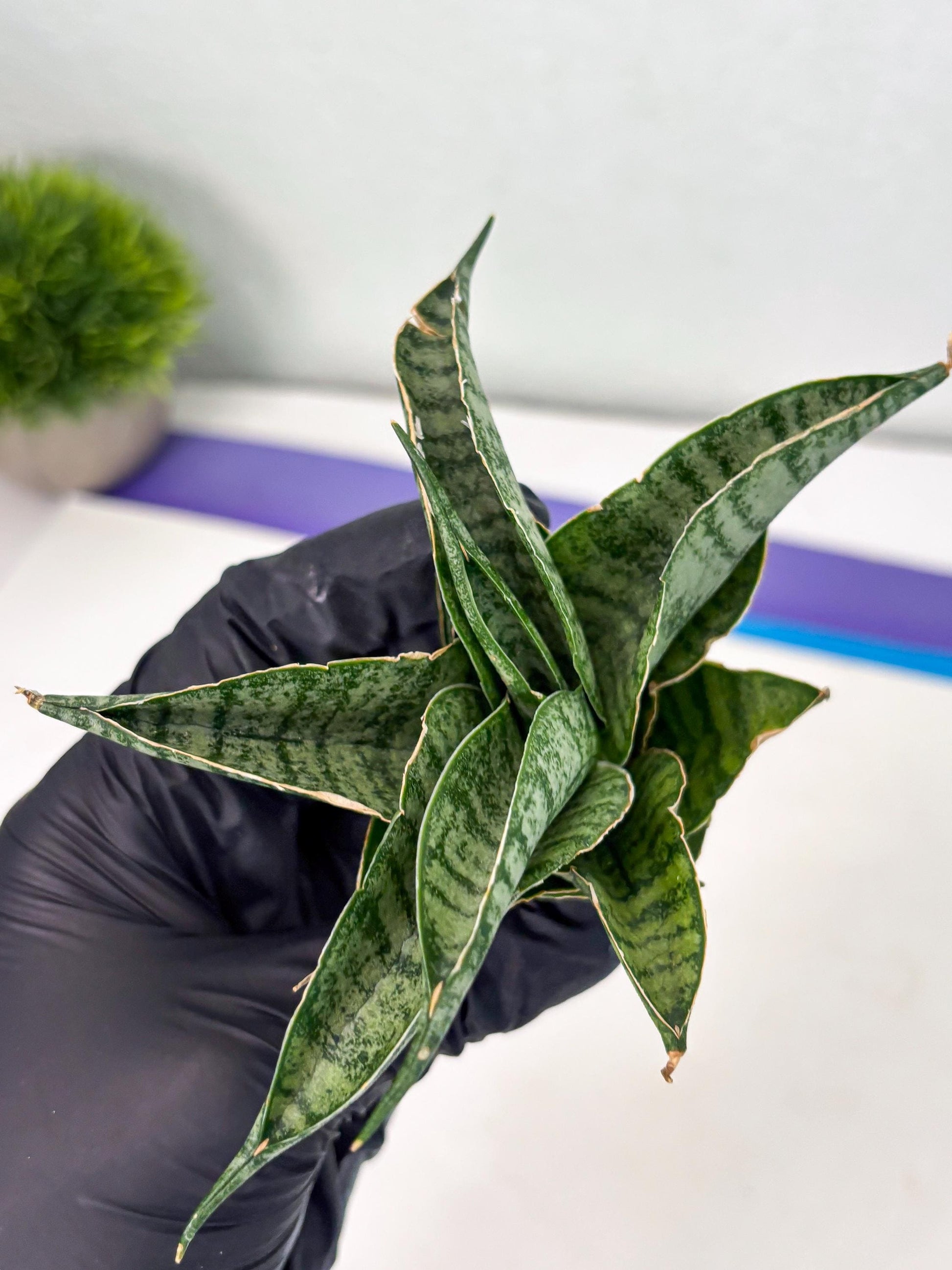 Sansevieria Rubicon (Ha1) (15) | Imported hybrids