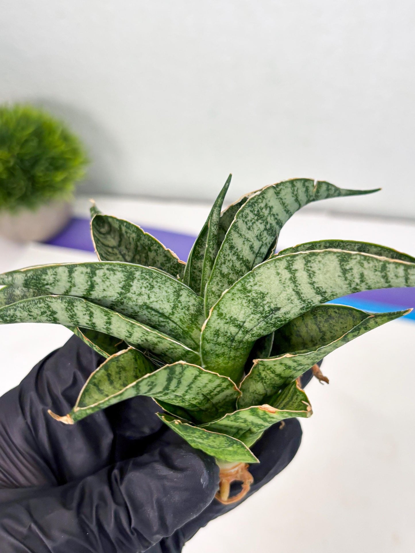 Sansevieria Rubicon (Ha1) (15) | Imported hybrids