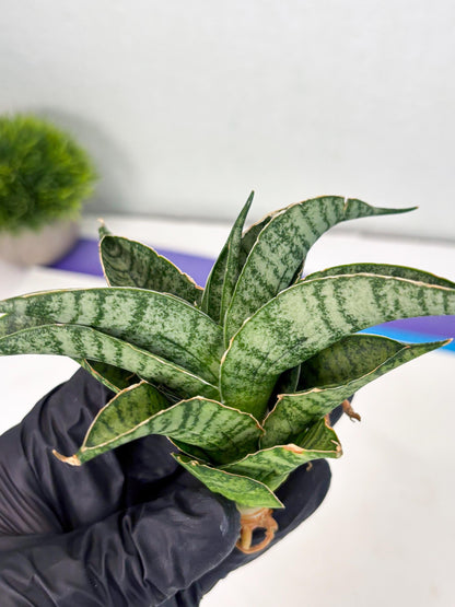 Sansevieria Rubicon (Ha1) (15) | Imported hybrids