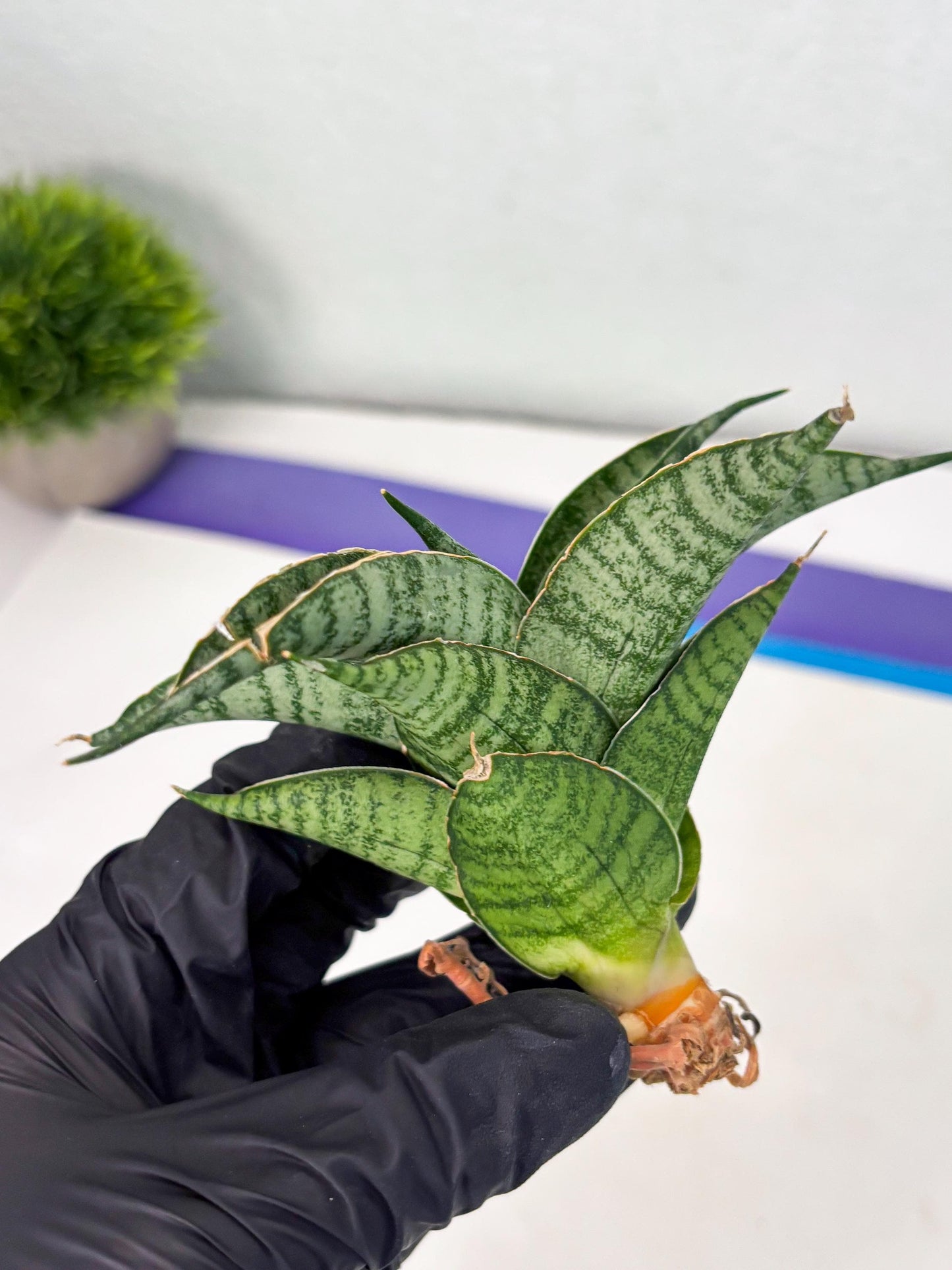 Sansevieria Rubicon (Ha1) (15) | Imported hybrids