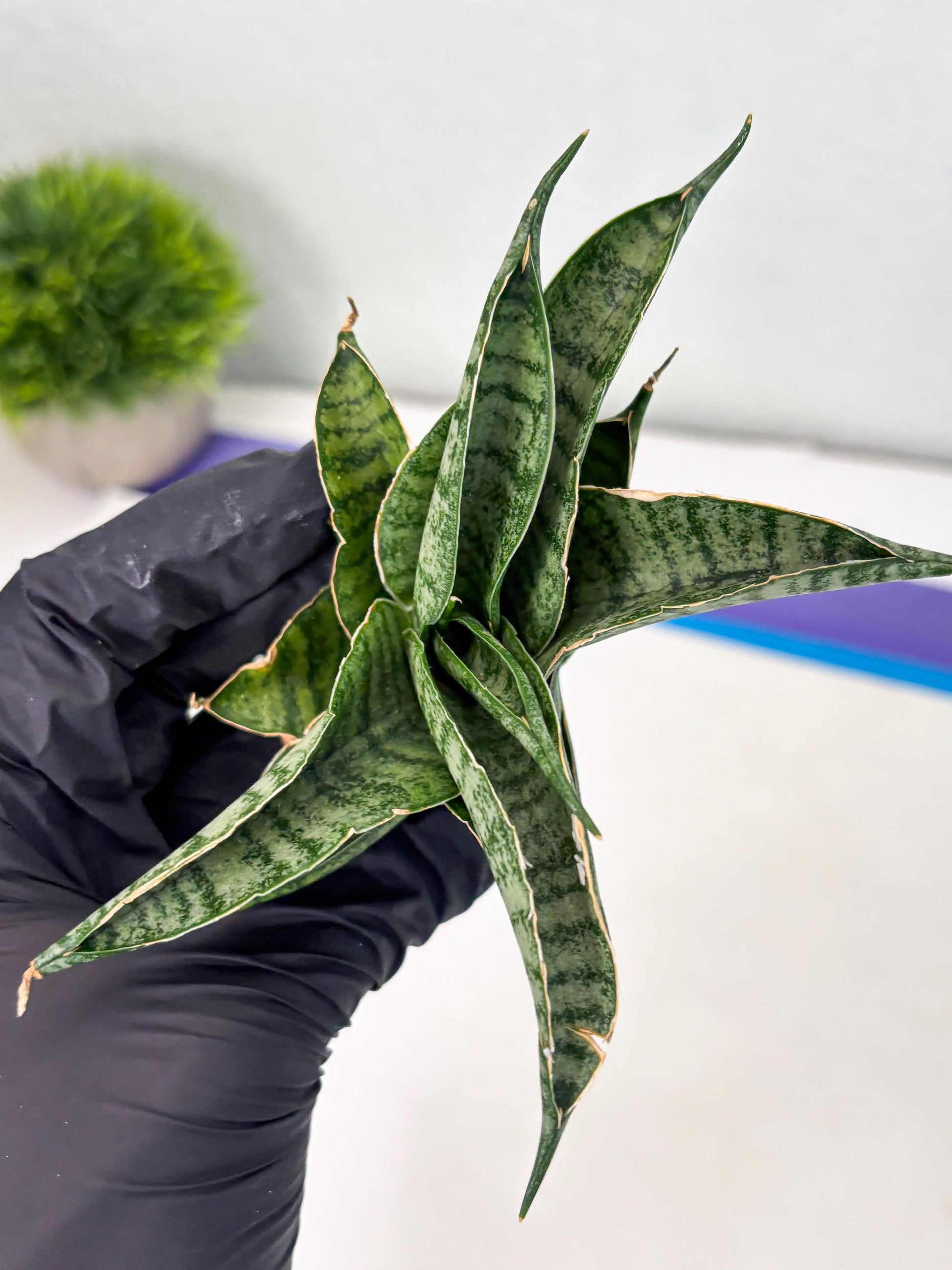 Sansevieria Rubicon (Ha1) (15) | Imported hybrids