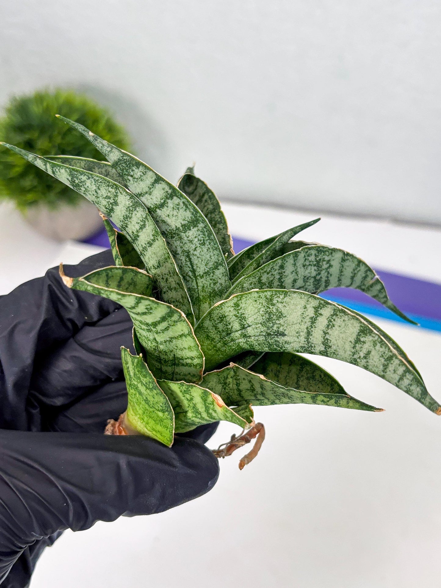 Sansevieria Rubicon (Ha1) (15) | Imported hybrids