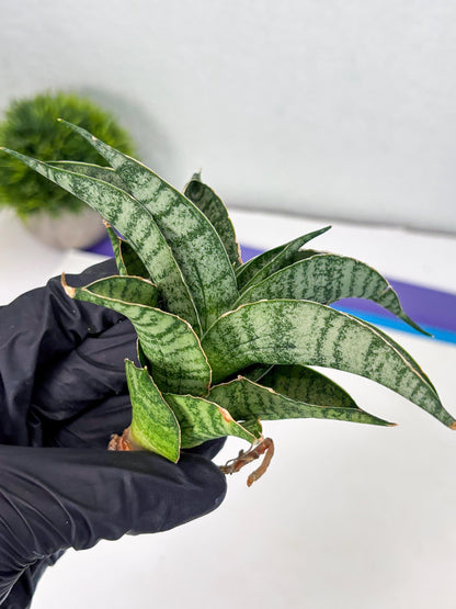 Sansevieria Rubicon (Ha1) (15) | Imported hybrids
