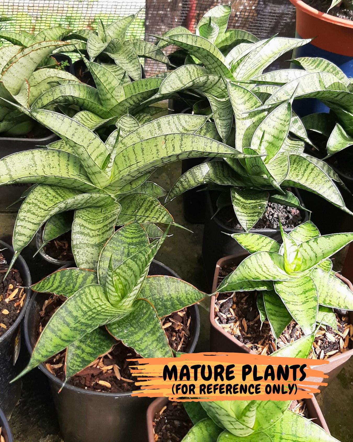 Sansevieria Rubicon (Ha1) (15) | Imported hybrids