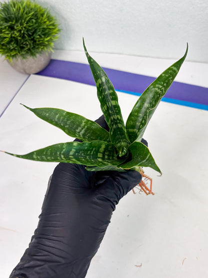Sansevieria Karaden (Ha1) (17) | Imported hybrids
