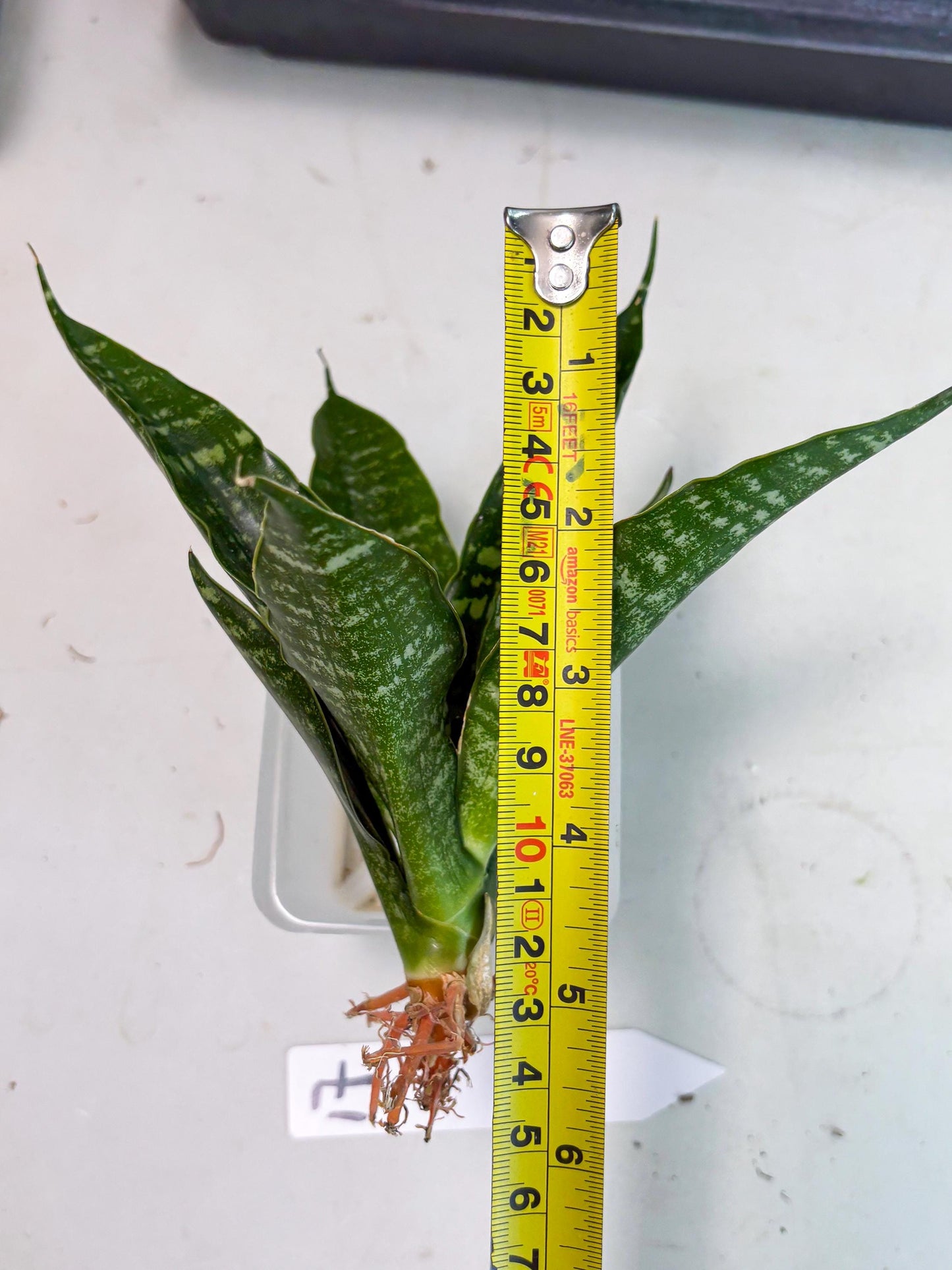 Sansevieria Karaden (Ha1) (17) | Imported hybrids