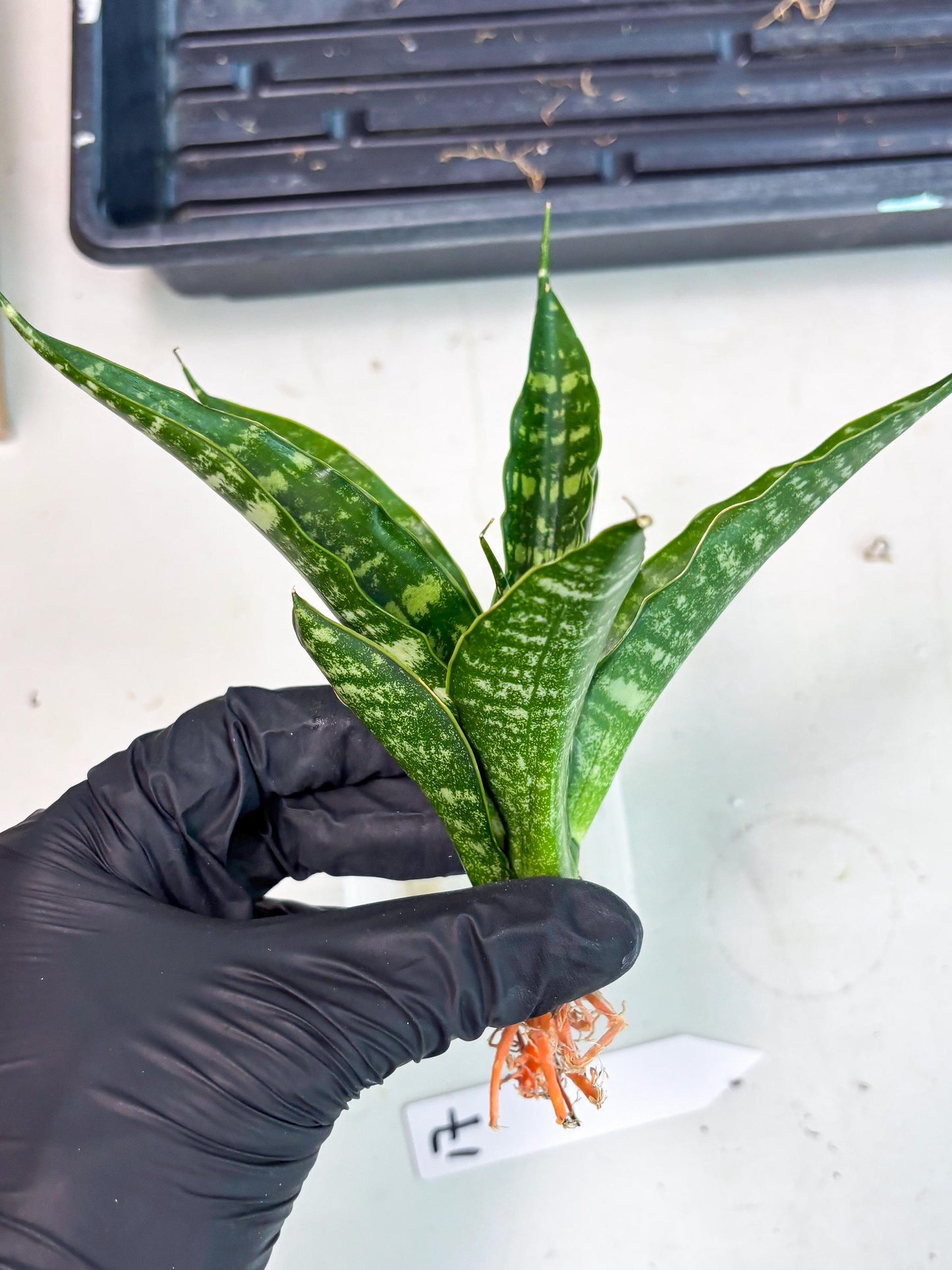 Sansevieria Karaden (Ha1) (17) | Imported hybrids