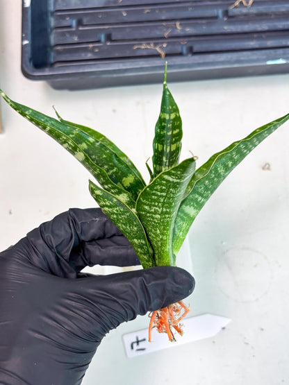 Sansevieria Karaden (Ha1) (17) | Imported hybrids
