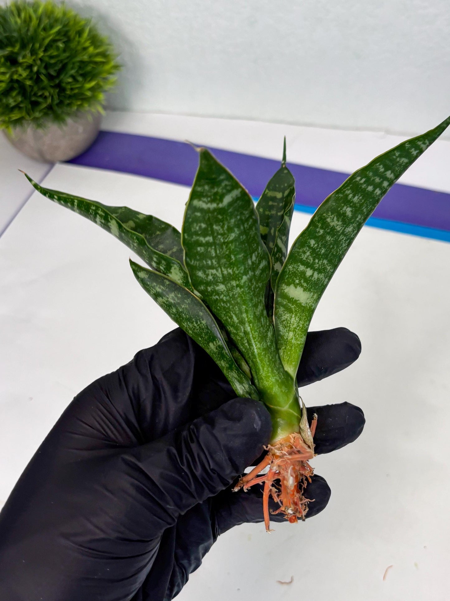 Sansevieria Karaden (Ha1) (17) | Imported hybrids