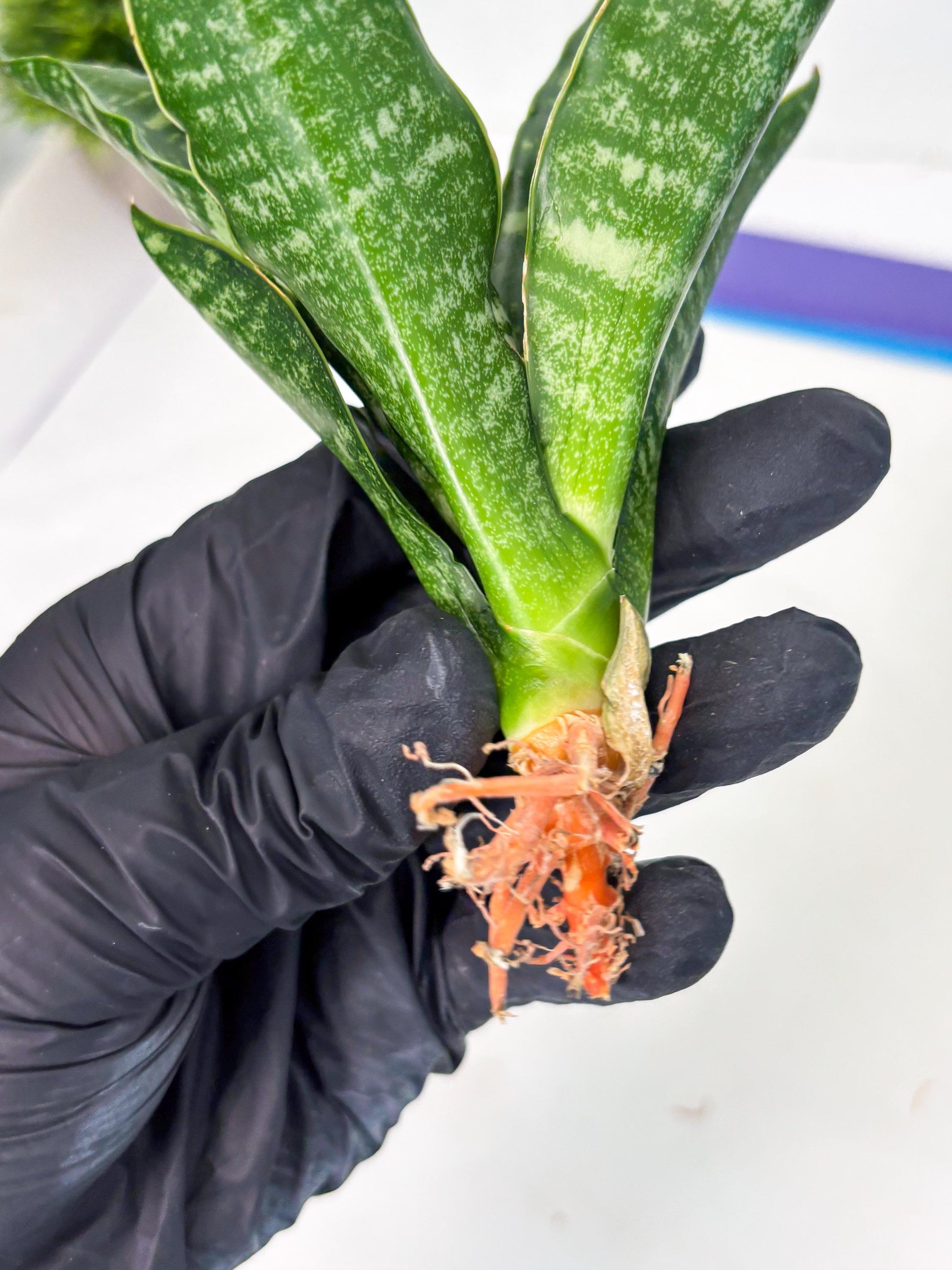 Sansevieria Karaden (Ha1) (17) | Imported hybrids
