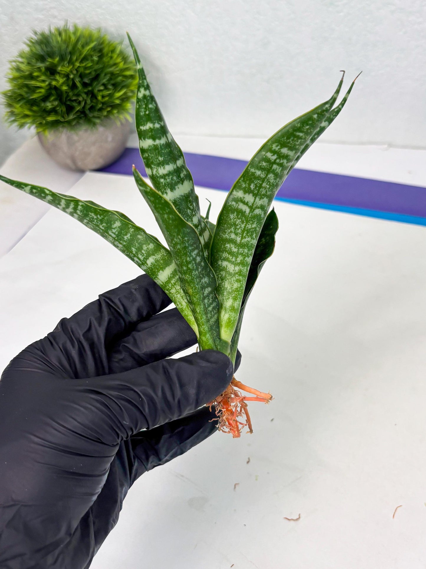 Sansevieria Karaden (Ha1) (17) | Imported hybrids
