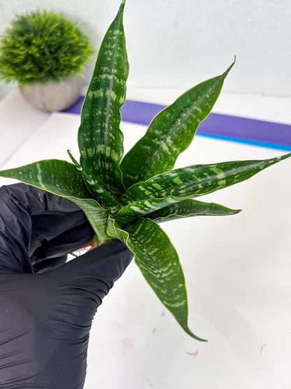 Sansevieria Karaden (Ha1) (17) | Imported hybrids