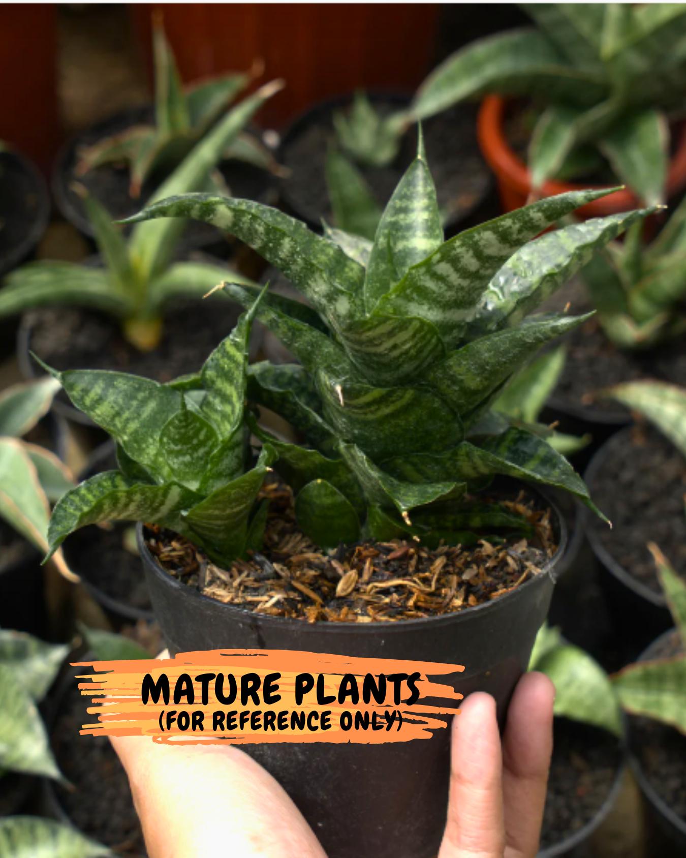Sansevieria Karaden (Ha1) (17) | Imported hybrids