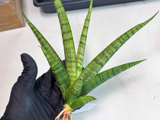 Sansevieria Riyad x Marsha (Ha2) (0) | Rare hybrid Snake Plant