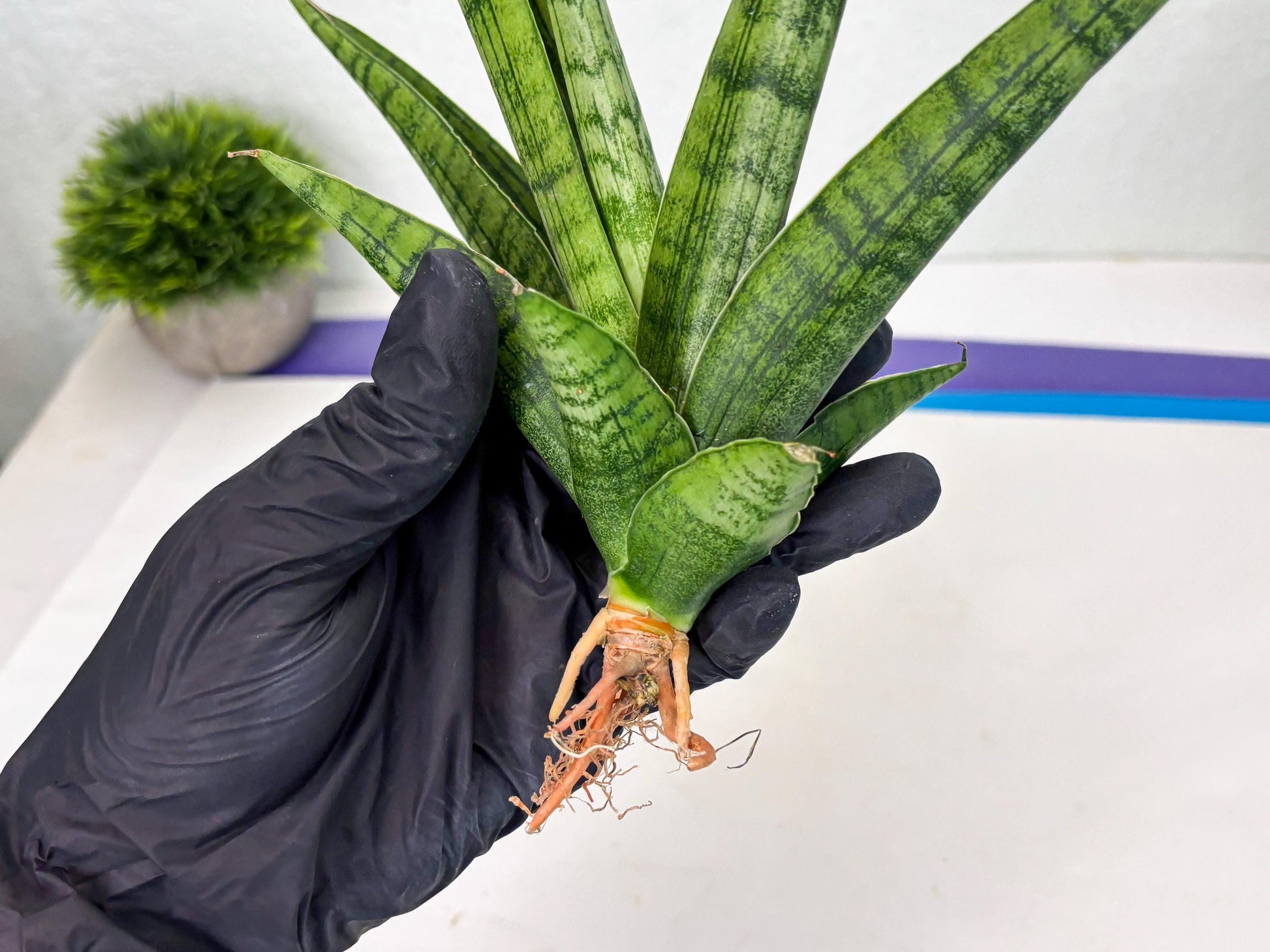 Sansevieria Riyad x Marsha (Ha2) (0) | Rare hybrid Snake Plant