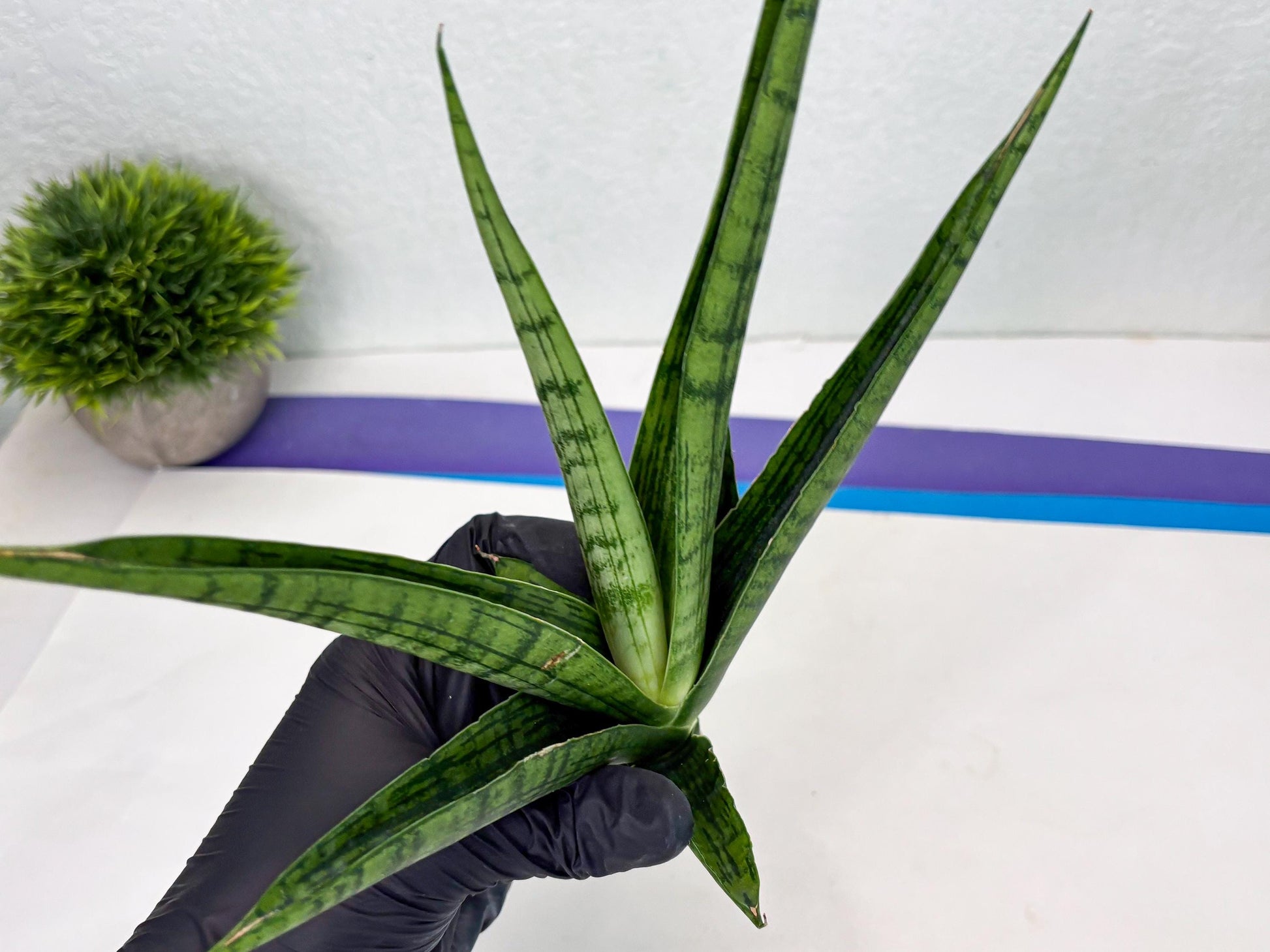 Sansevieria Riyad x Marsha (Ha2) (0) | Rare hybrid Snake Plant