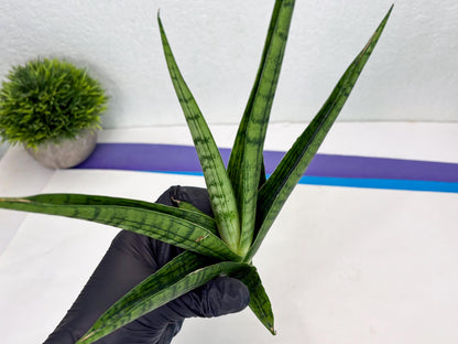 Sansevieria Riyad x Marsha (Ha2) (0) | Rare hybrid Snake Plant