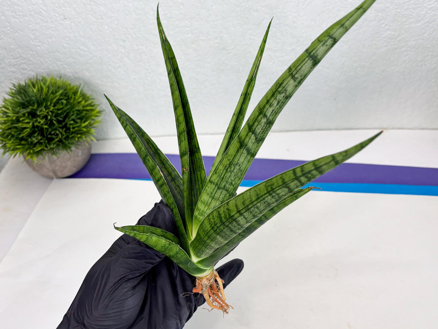 Sansevieria Riyad x Marsha (Ha2) (0) | Rare hybrid Snake Plant
