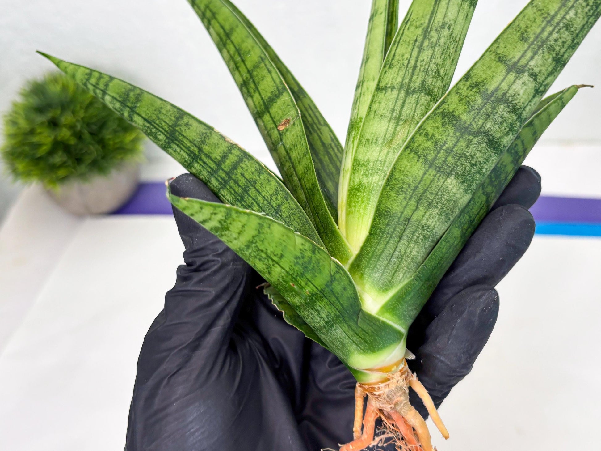Sansevieria Riyad x Marsha (Ha2) (0) | Rare hybrid Snake Plant
