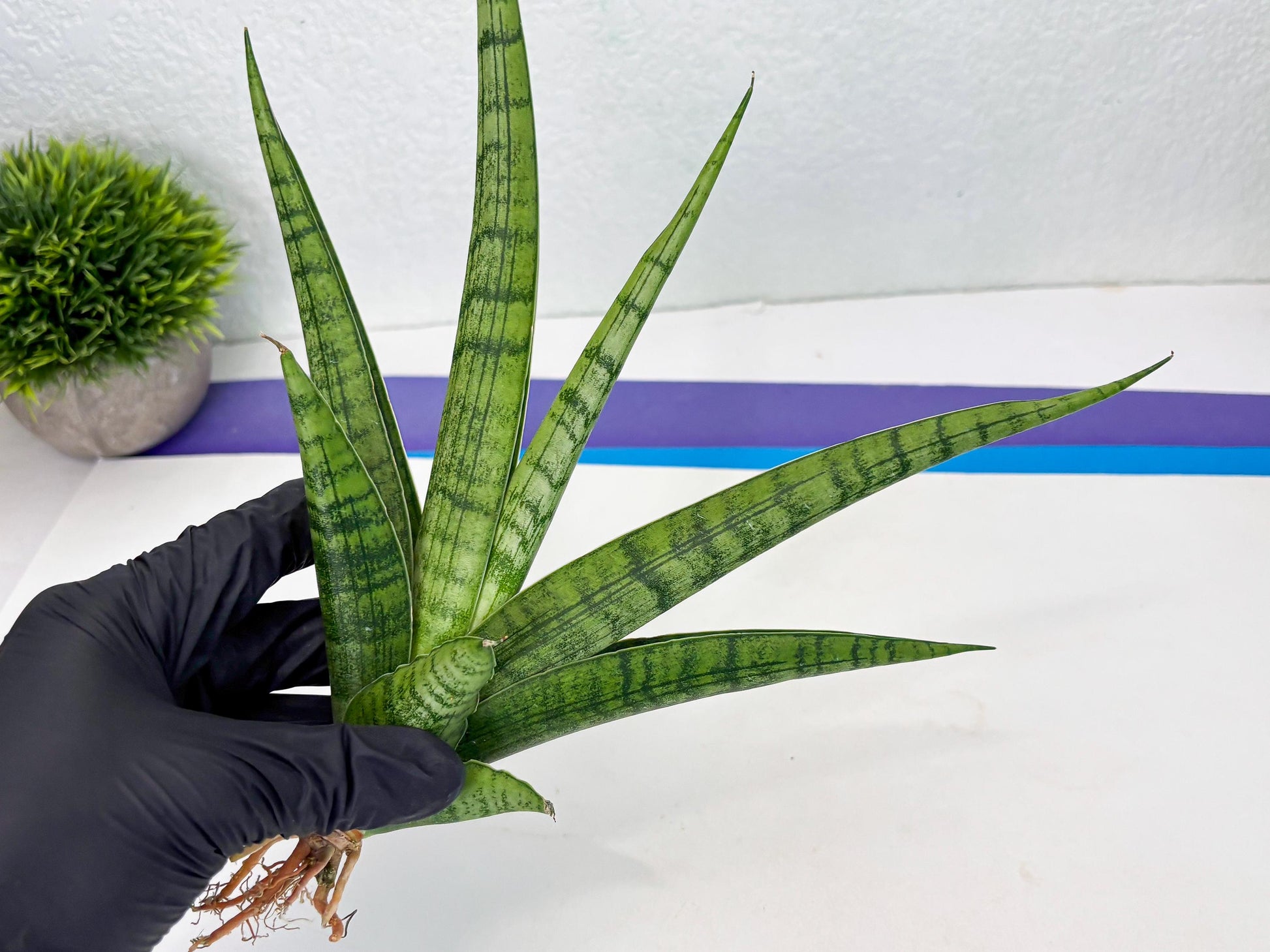 Sansevieria Riyad x Marsha (Ha2) (0) | Rare hybrid Snake Plant