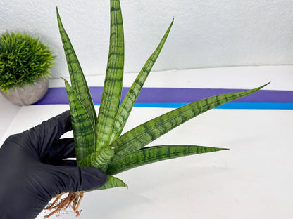 Sansevieria Riyad x Marsha (Ha2) (0) | Rare hybrid Snake Plant