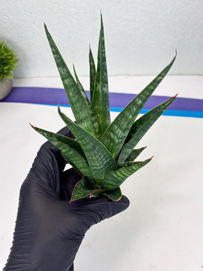 Sansevieria Parva Pinkbet Cssanova x Cordova Dwonsi (Ha2) (4)