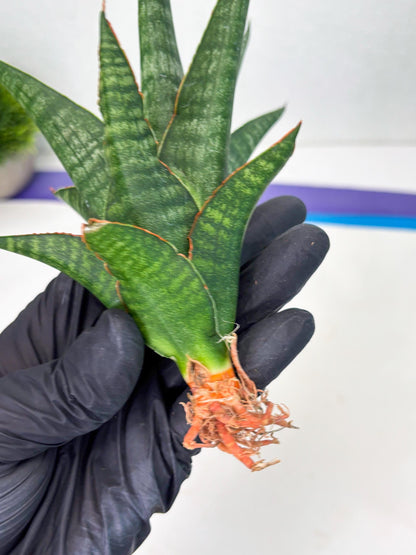 Sansevieria Parva Pinkbet Cssanova x Cordova Dwonsi (Ha2) (4)