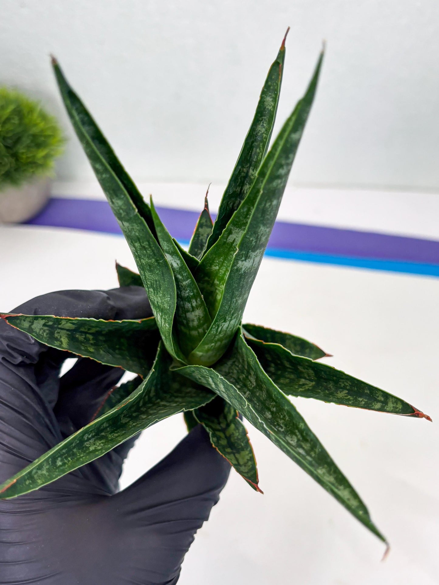 Sansevieria Parva Pinkbet Cssanova x Cordova Dwonsi (Ha2) (4)