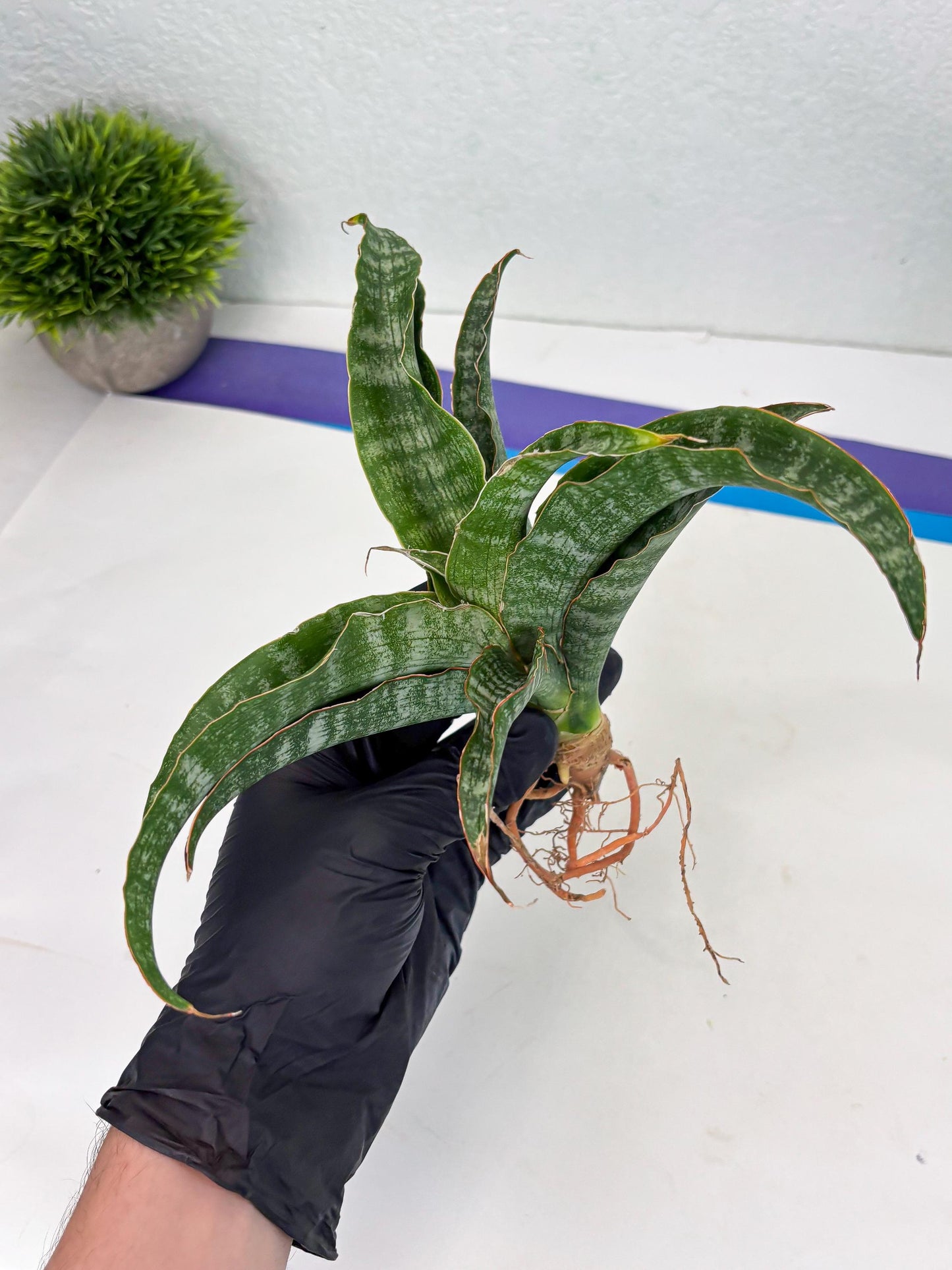 Sansevieria Nalika (Ha2) (1) | Rare hybrid Snake Plant