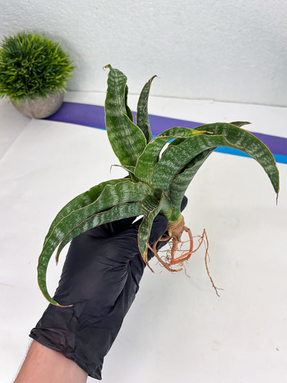 Sansevieria Nalika (Ha2) (1) | Rare hybrid Snake Plant