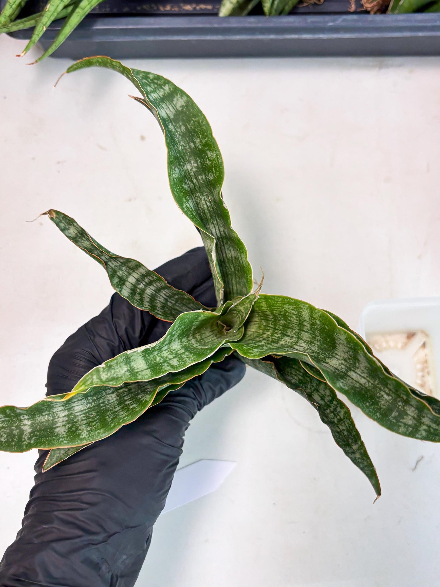 Sansevieria Nalika (Ha2) (1) | Rare hybrid Snake Plant
