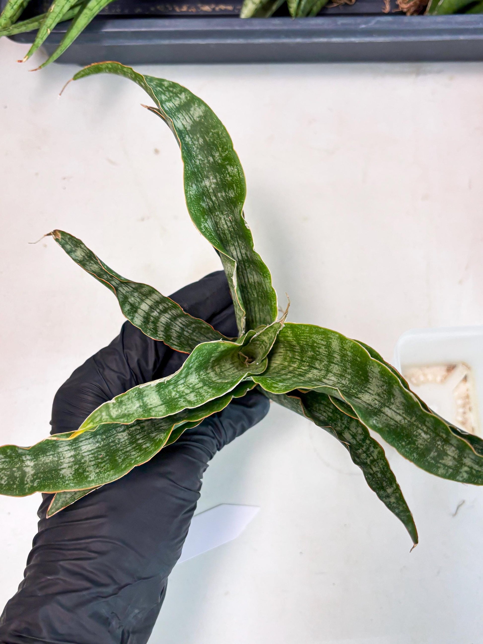 Sansevieria Nalika (Ha2) (1) | Rare hybrid Snake Plant