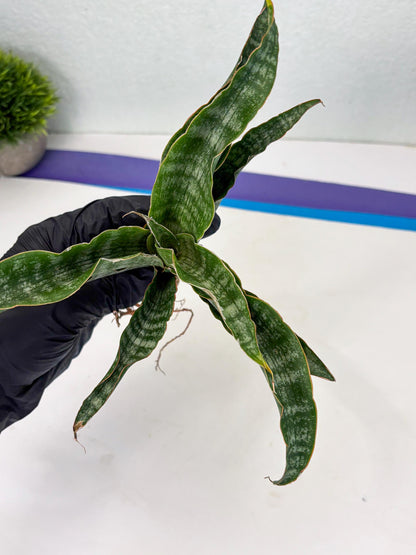 Sansevieria Nalika (Ha2) (1) | Rare hybrid Snake Plant