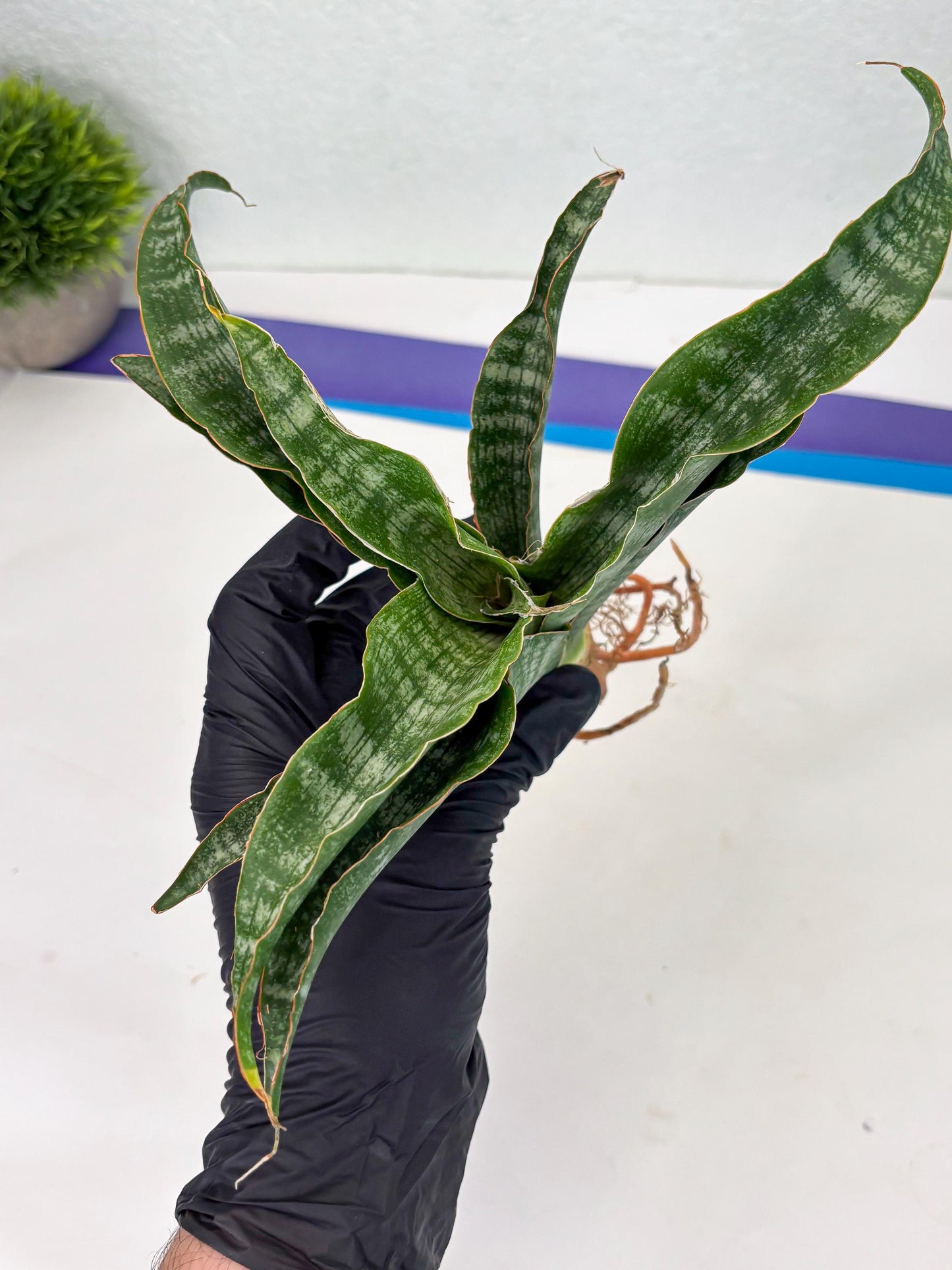 Sansevieria Nalika (Ha2) (1) | Rare hybrid Snake Plant