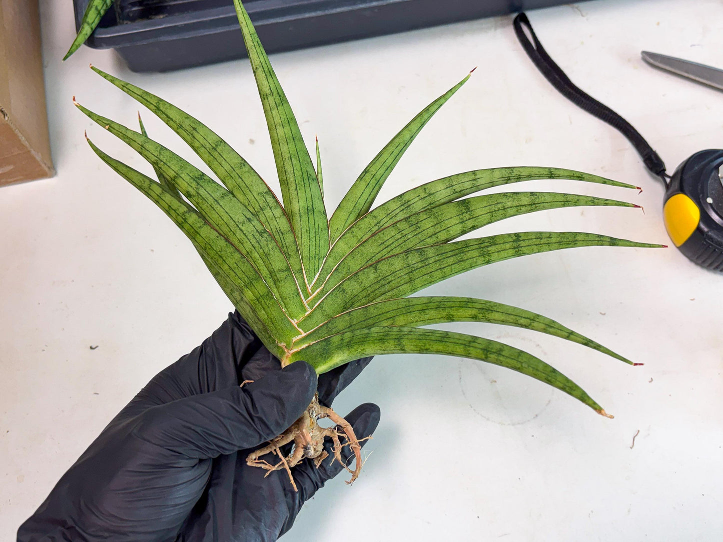 Sansevieria Serayu (Ha2) (2) | Rare hybrid Snake Plant