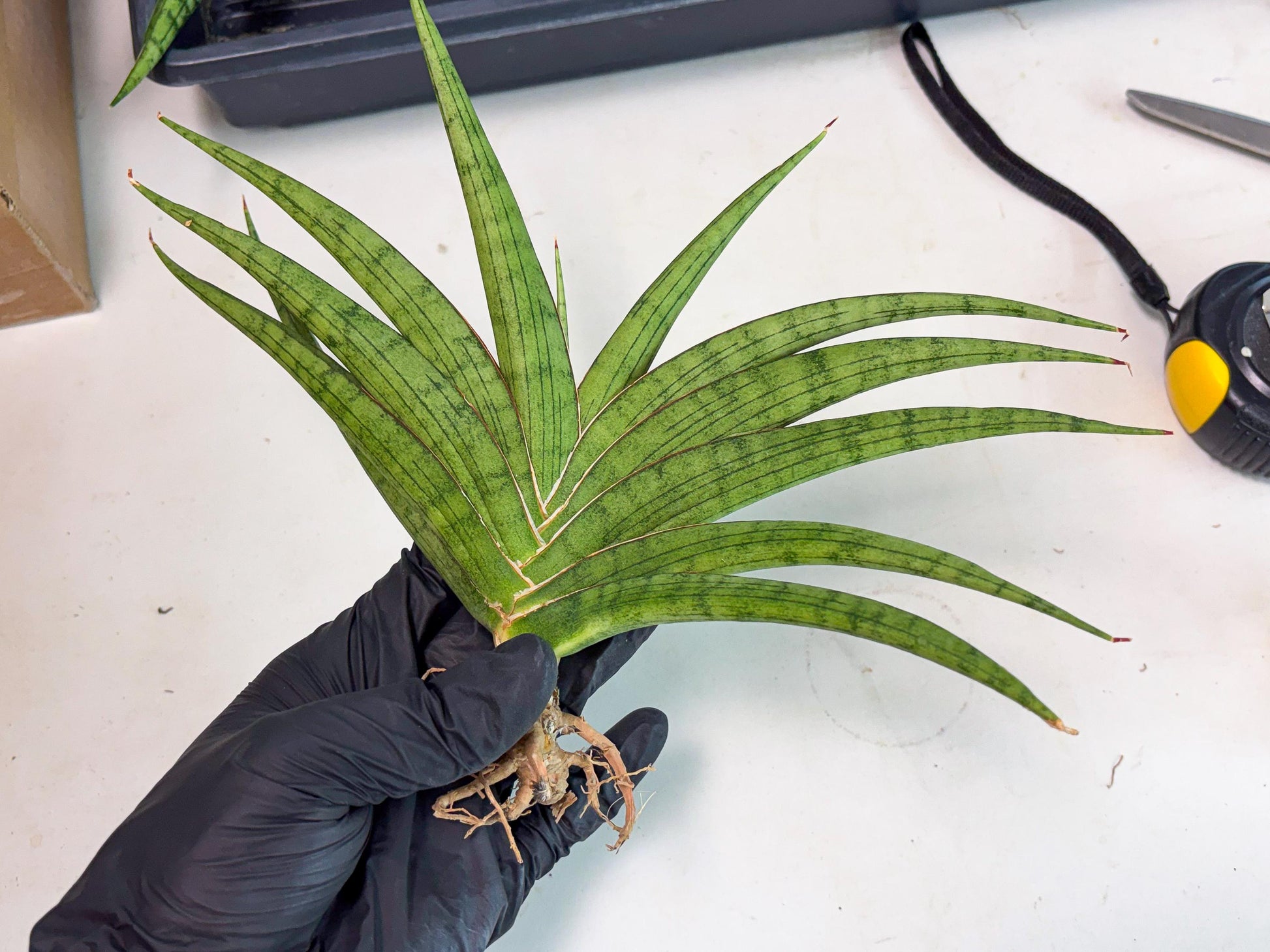 Sansevieria Serayu (Ha2) (2) | Rare hybrid Snake Plant