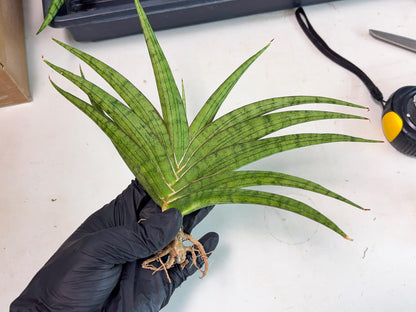 Sansevieria Serayu (Ha2) (2) | Rare hybrid Snake Plant