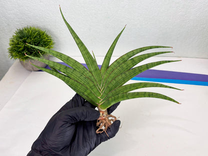 Sansevieria Serayu (Ha2) (2) | Rare hybrid Snake Plant