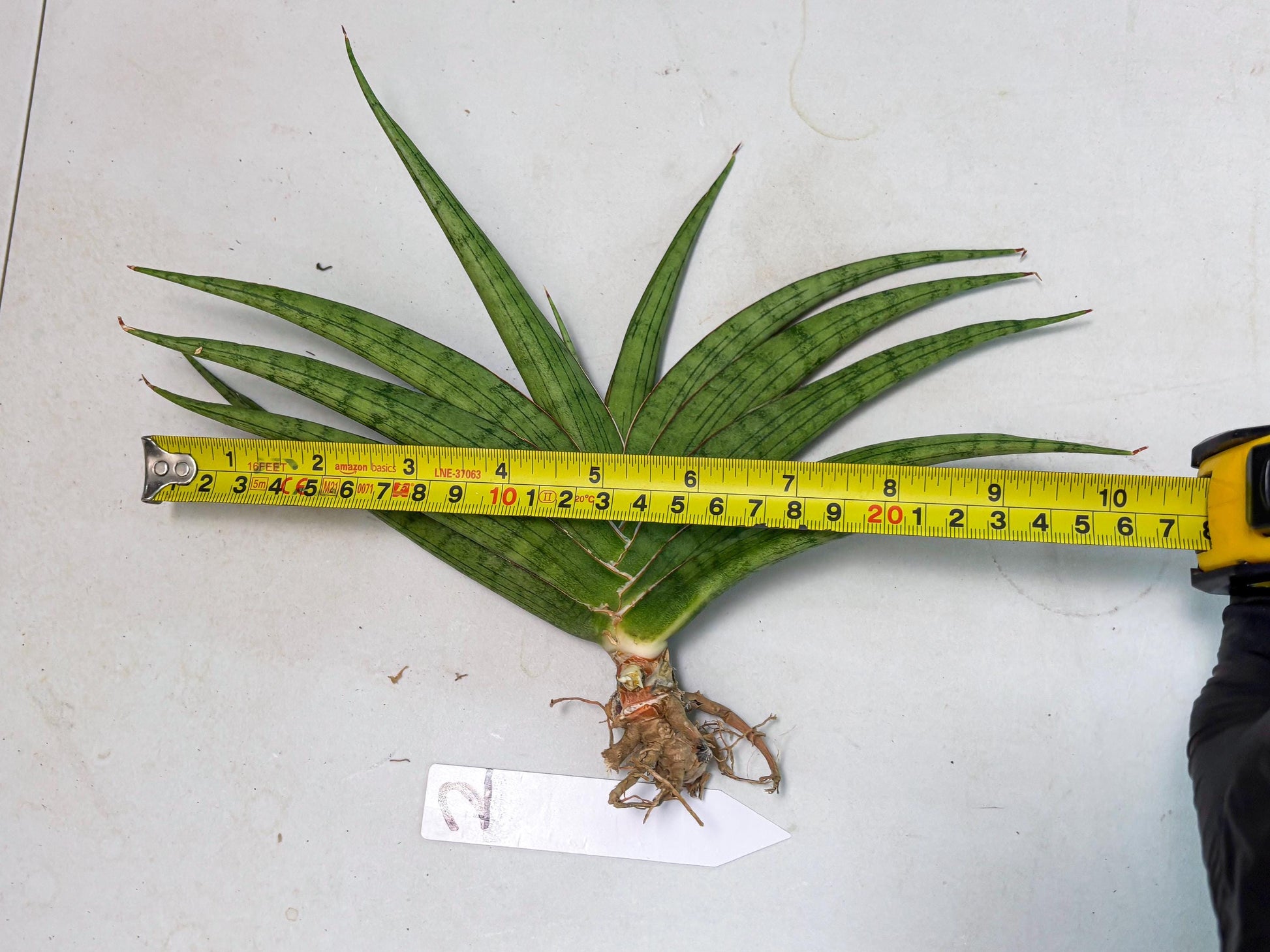 Sansevieria Serayu (Ha2) (2) | Rare hybrid Snake Plant