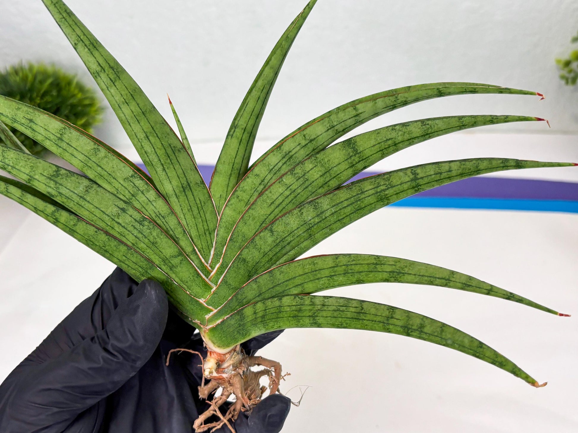 Sansevieria Serayu (Ha2) (2) | Rare hybrid Snake Plant