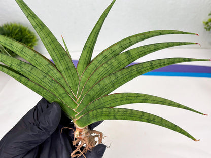 Sansevieria Serayu (Ha2) (2) | Rare hybrid Snake Plant