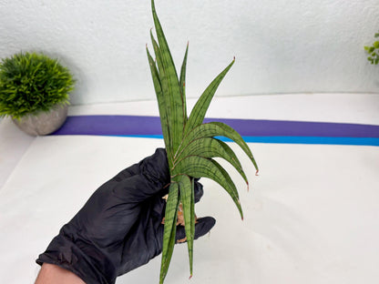 Sansevieria Serayu (Ha2) (2) | Rare hybrid Snake Plant