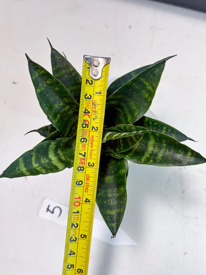 Sansevieria Adikara (Ha2) (5) | Rare hybrid Snake Plant
