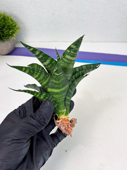 Sansevieria Adikara (Ha2) (5) | Rare hybrid Snake Plant