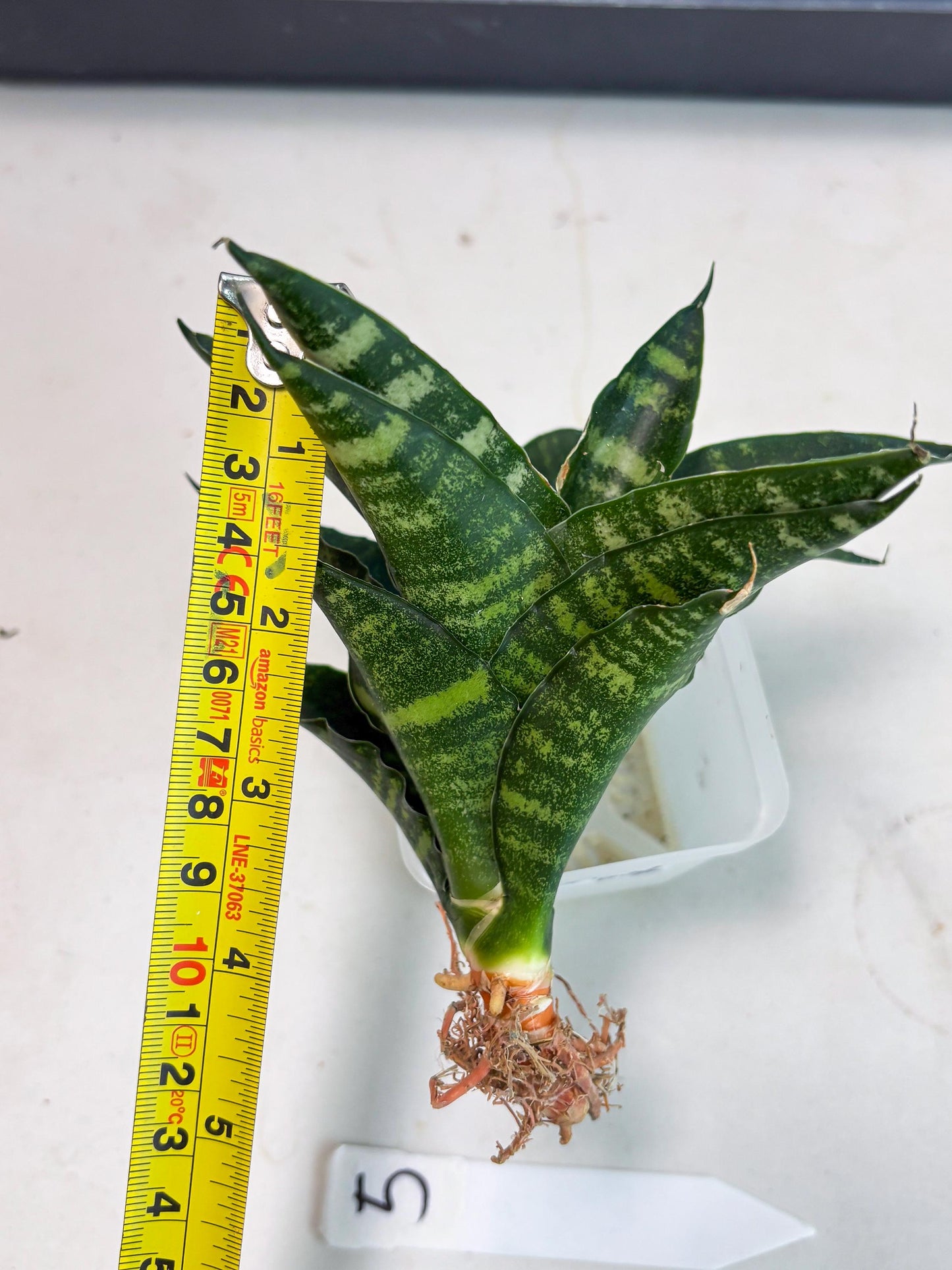 Sansevieria Adikara (Ha2) (5) | Rare hybrid Snake Plant