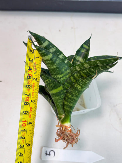Sansevieria Adikara (Ha2) (5) | Rare hybrid Snake Plant