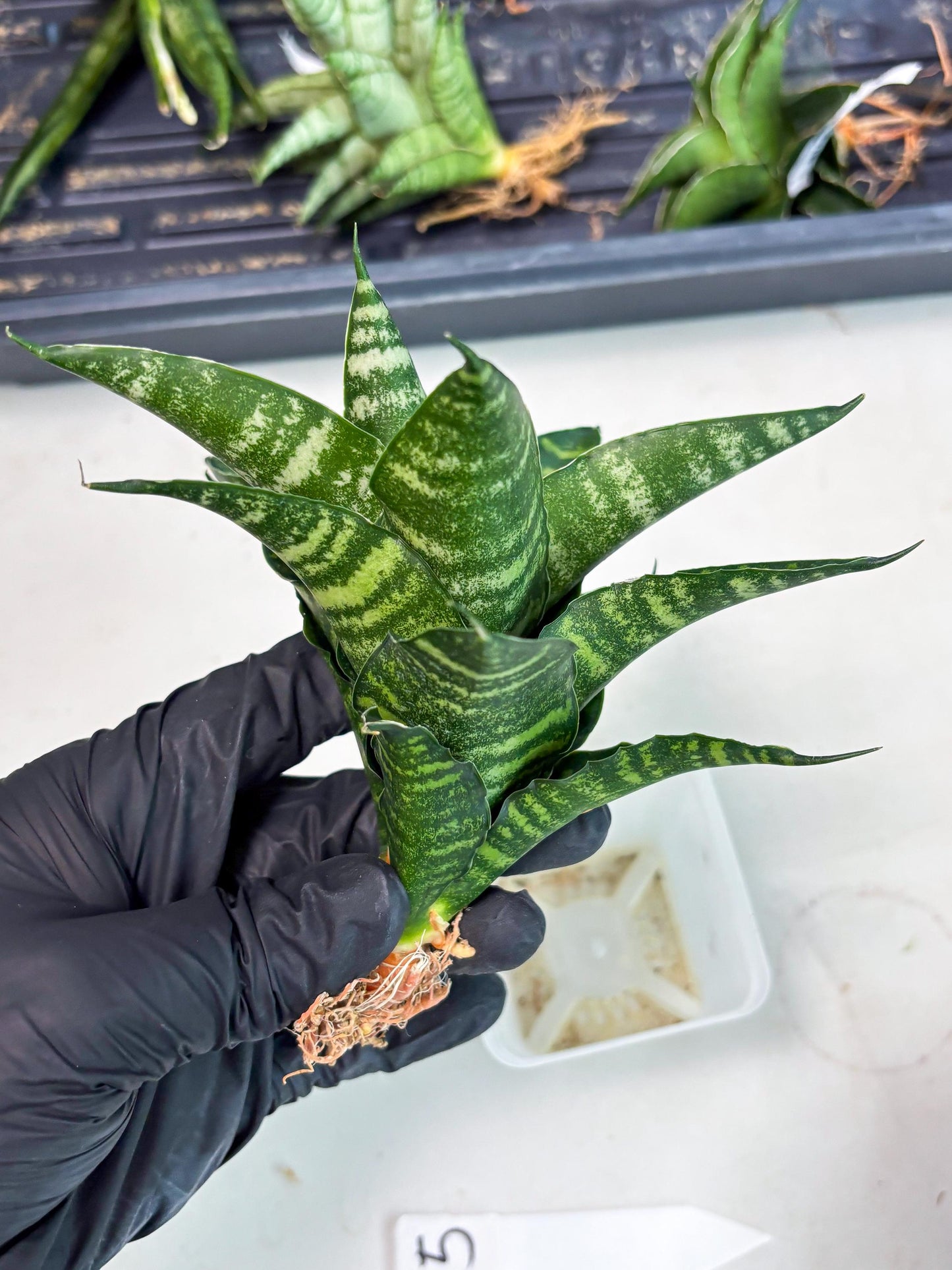 Sansevieria Adikara (Ha2) (5) | Rare hybrid Snake Plant