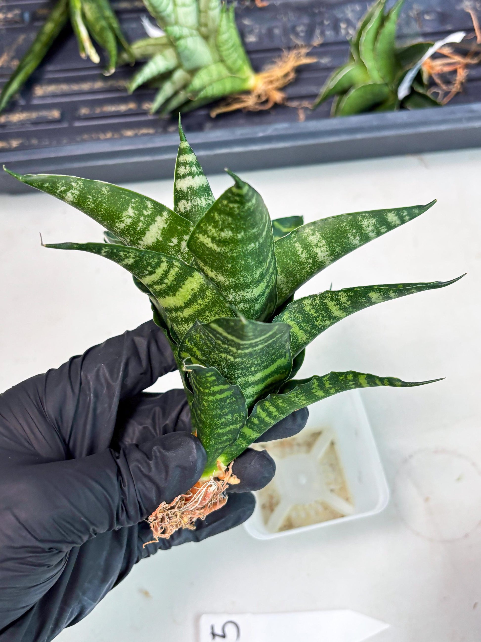 Sansevieria Adikara (Ha2) (5) | Rare hybrid Snake Plant