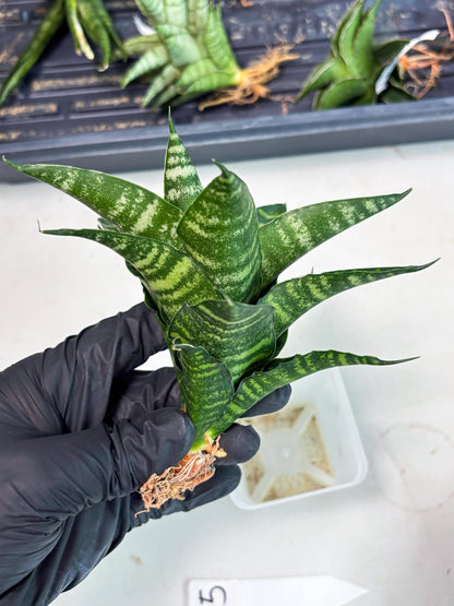 Sansevieria Adikara (Ha2) (5) | Rare hybrid Snake Plant