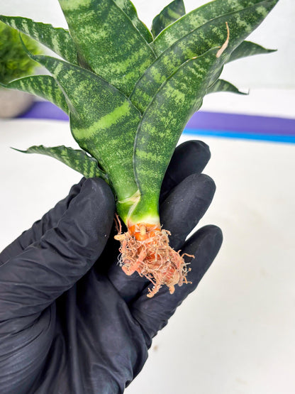 Sansevieria Adikara (Ha2) (5) | Rare hybrid Snake Plant
